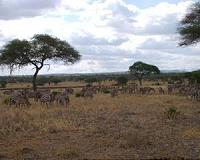 Mass wildebeest drownings bolster Mara River ecosystem