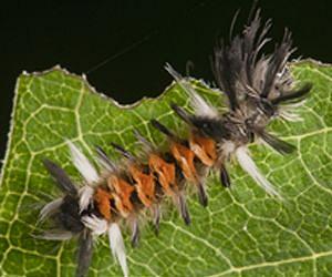 Evolution highly predictable for insects eating toxic plants