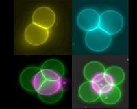 Dual motion helps cells keep their shape