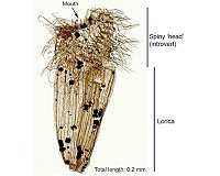 Discovery of new fossil from half billion years ago sheds light on life on Earth