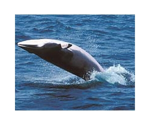 Norway renews whale hunting quotas, Greenpeace protests as