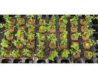 Plants absorb lead from perovskite solar cells more than expected