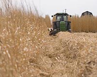 Cellulosic Biofuel Technology Will Generate Low-Cost Green Fuel