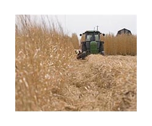 Miscanthus adapts