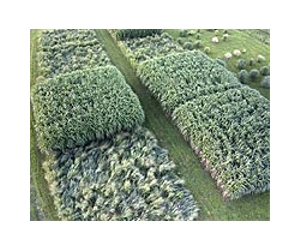 Grasses eyed as ethanol source
