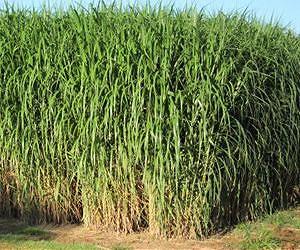 Scientists develop 'green' pretreatment of Miscanthus for biofuels