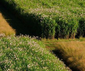 Team reports on US trials of bioenergy grasses