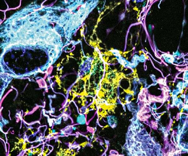 Noninvasive imaging method can penetrate deeper into living tissue
