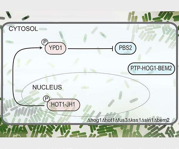 Synthetic biology circuits can respond within seconds
