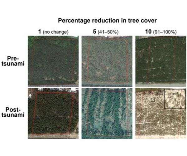 Diverse coastal forests better at mitigating tsunami damage