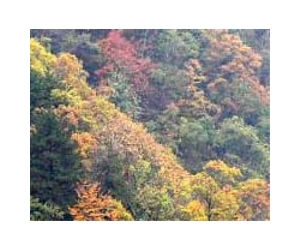 Activist silenced as China island forests destroyed
