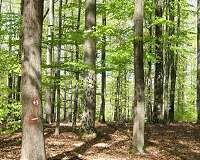 World's biggest terrestrial carbon sinks are found in young forests