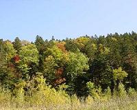 Japanese tree plantations causing nitrogen pollution