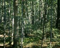 Survey describes values, challenges of largest shareholder in US forests: Families