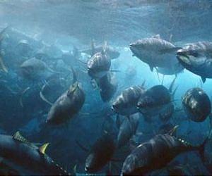 Showdown looms for lucrative tuna industry