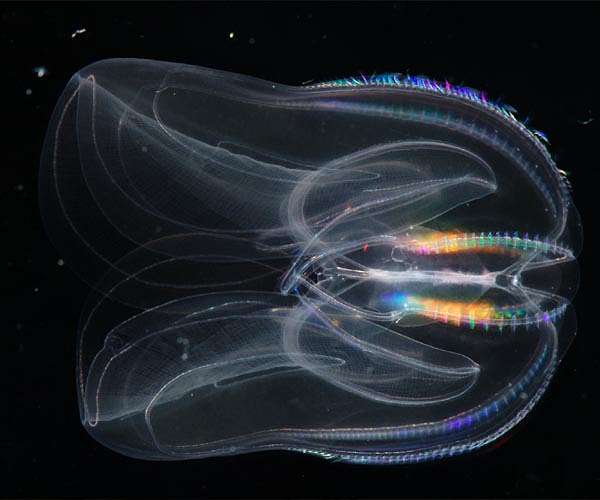 Researchers uncover how jelly sea creatures might shape modern robotics