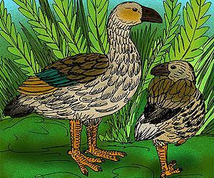 What a bunch of dodos