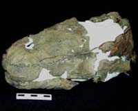 Melting Yukon Ice Fields Reveal Ancient Canadian Footwear