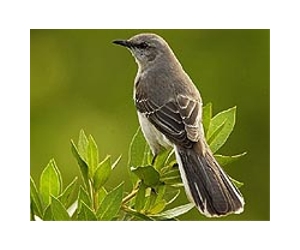 Birds Provide Clues In How Humans Learn Speech