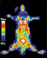 Examining Molecular Imaging's Hot Future