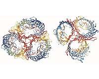 Biologists watch speciation in a laboratory flask