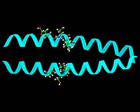 'Molecular Zipper' Holds Clues To Alzheimer's, Parkinson's, Mad Cow Disease