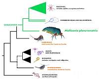 Half-a-billion-year-old tiny predator unveils the rise of scorpions and spiders