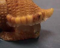 Ocean Seep Mollusks May Share Evolutionary History With Other Deep-Sea Creatures