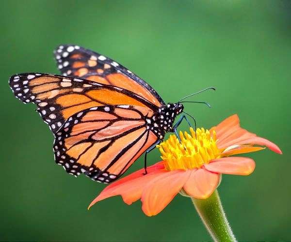 US moves to save once-common monarch butterflies from extinction