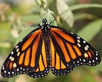 Monarch butterfly population surges in Mexico