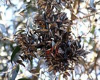 Monarch butterfly uses magnetic, Sun compasses: study