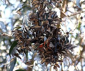 Logging, herbicides harm Monarch butterfly: study