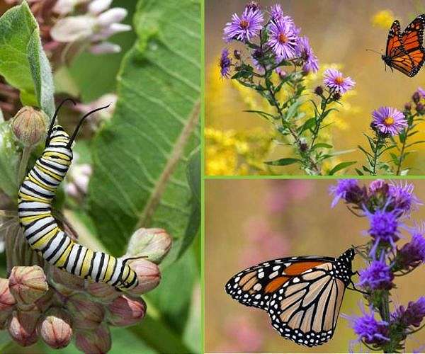 Caterpillars easy prey in artificial light: study