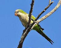 Pets or pests? Quaker parrots invade Madrid