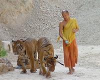 Tiger 'unintentionally' mauled abbot at controversial Thai temple: doctor