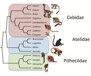 Reconstructing the New World monkey family tree