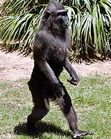 Present-Day Non-Human Primates May Be Linchpin In Evolution Of Language