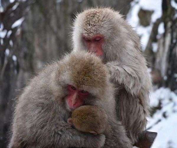 Hot spring soaking reshapes parasite and microbe balance in Japanese macaques