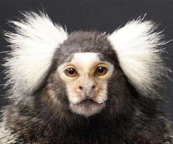 Cash-strapped Sri Lanka scraps monkey business plan