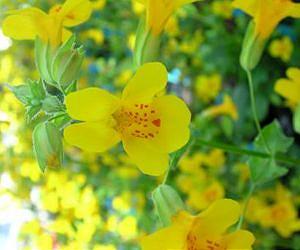 Bouquet bargains trade off for life