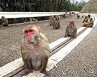 Scientists Discuss Evolutionary Roots Of Social Behavior