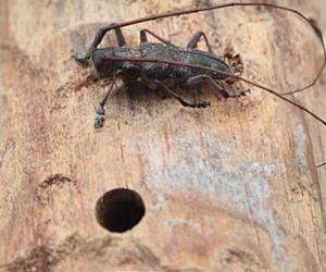 Small wasps to control a big pest?