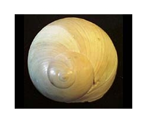 Snail shell provides clues for armor