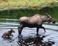 Canada offers tax breaks to promote moose breeding