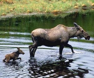 Individual animals have personalities