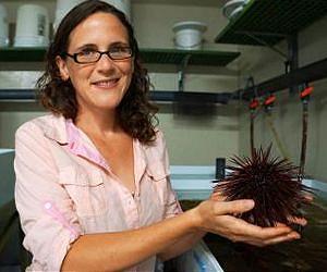 Rapid adaptation is purple sea urchins' weapon against ocean acidification