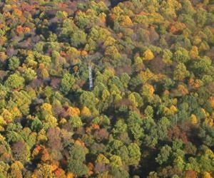 ForWarn follows rapidly changing forest conditions