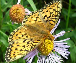 Early Spring Drives Butterfly Population Declines