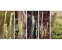 How ferns adapted to one of Earth's newest and most extreme environments