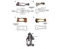 Evolution of our mammalian ancestor's ear bone